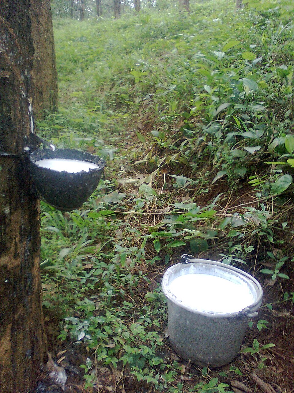 Plantation d'hévéa - Saignée caoutchouc naturel